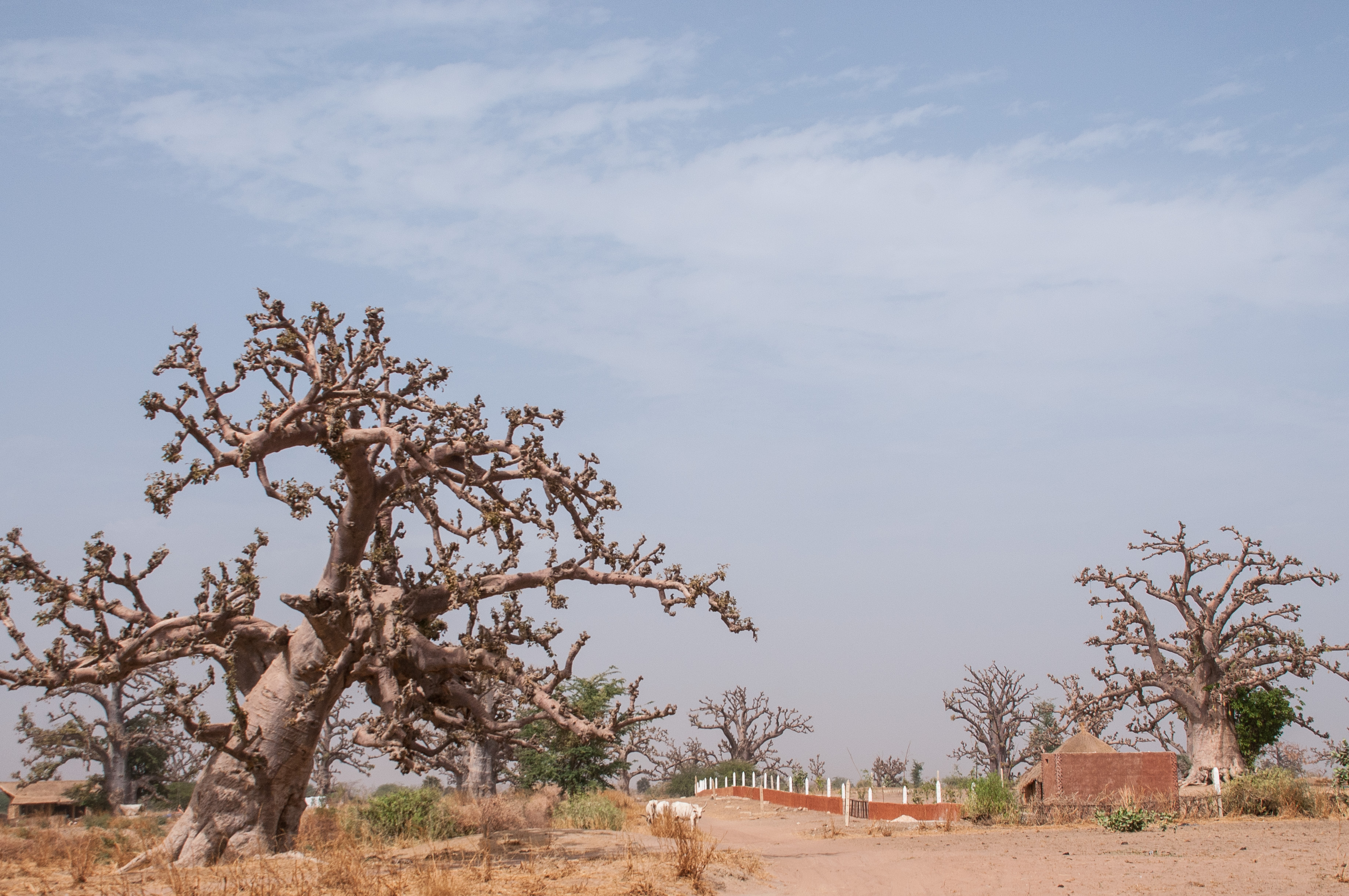 Piste du Circaète Jean Le Blanc,  un segment où débute, entre les baobabs, la construction d'un Lodge Nature en matériaux traditionnels. 